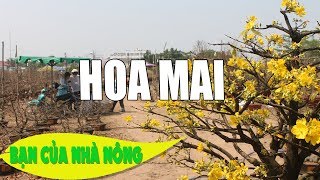 Phương Pháp Tạo Dáng Mai Đặc Sắc Hút Khách Trong Dịp Tết
