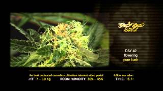 Pure Kush - Green House Grow Sessions