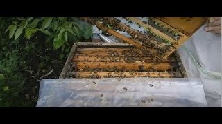 Сегодня на пасеке, 10 мая 2018 г. Контроль приема и постановка личинок.