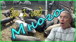 1 год содержания Вьетнамских свиней/ Результаты/Деревенская жизнь