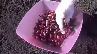 Как правильно сажать лук Сроки посадки
