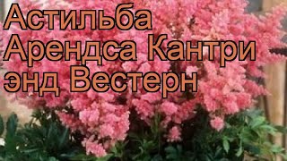 Астильба арендса Кантри энд Вестерн ? обзор: как сажать, рассада астильбы Кантри энд Вестерн