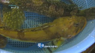 동해 사람들만 아는 생선, 횟대!! 탄력 엄청난 횟감 #밥식해 #횟대 회 #횟대낚시 #횟대 요리 #포항죽도시장 #횟대기 #입질의 추억 #김지민#동명항 #아야진항 [어영차바다야]