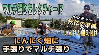 にんにく畑に手張りでマルチを張る！秋作の準備&いんげん播種　#沖縄　#トラクター　#畝立て　#マルチ　#インゲン