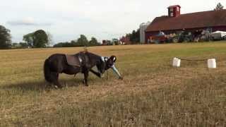 Avramlingar//Fall of horses//Ramlar av häst