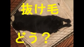 【黒パグ女子：ペレ】パグの抜け毛ってどう？ブラッシングの様子 [#35]