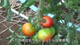 【家庭菜園】　トマトの育て方　後編　【みのりラボチャンネル】