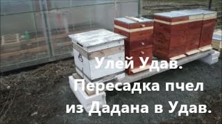 Улей Удав. Пересадка пчел из Дадана в Удав.