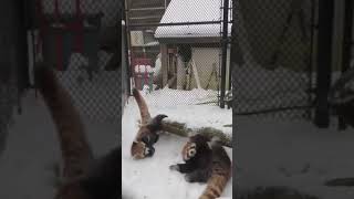 Pandamonium