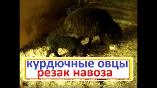 Особенности курдючных овец.Окот//Сельское подворье на Урале//