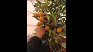 زراعة الاسطح 190 - زراعة الكمكوات والعناية بها