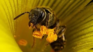 ПЧЕЛИНАЯ ПЫЛЬЦА и её необыкновенная польза для здоровья человека