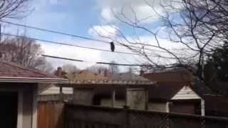 Енот ползет по проводам (raccoon crawling on the wire)