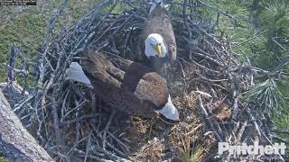 01-25-20 SWFL eagles; Harriet and M and lots of nest work.