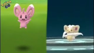 WE CAUGHT SHINY MINCCINO! POKEMON GO SHINY MINCCINO EVOLVES INTO SHINY CINCCINO!