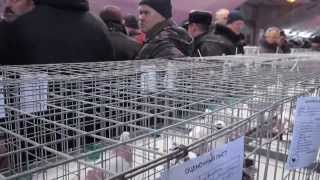 Выставка голубей в Москве на ЦСКА 18.01.2014