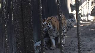 Амурский(Уссурийский) тигр. Новосибирский зоопарк.Amur (Ussuri) tiger. Novosibirsk Zoo.