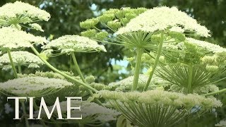A Giant Plant That Can Cause Blindness Was Spotted For The First Time In A New State | TIME