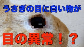 【必見】うさぎの目の中に白いものが・・病気？Ｑ&Ａ