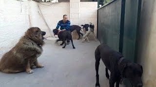 قطيع الكلاب مع اضخم كلب ----جاك---- للتعارف خطير مع جمال العمواسي