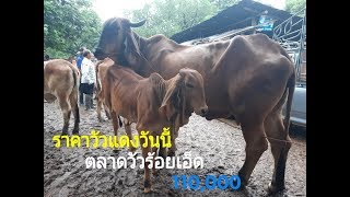 Ep257:ราคาวัวแดงวันนี้ 10 ส.ค.62 ตลาดวัวร้อยเอ็ด/แม่ลูกแดง/วัวหนุ่ม/วัวสาวแดงๆ