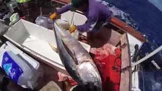 YellowFin Action Waianae Oahu