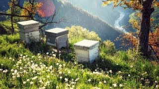 Ульи на моей пасеке & Многокорпусный бесфальцевый улей