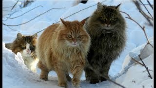 Злые русские кошки.