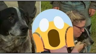 Amazing !! this dog did not leave a Little girl disappeared for 2 days why?