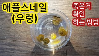 애플스네일 (달팽이) 죽은거 구분 하는 방법
