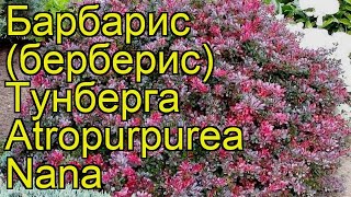 Барбарис тунберга Атропурпуреа нана. Краткий обзор, описание характеристик, где купить саженцы