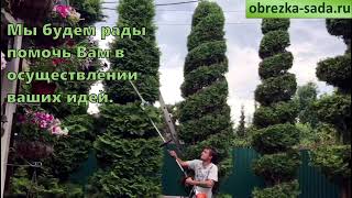 Топиарная стрижка туй. Видео нарезка.
