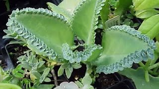 PLANTA QUE CURA CANCER ARANTO COMO USAR