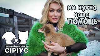 Приют для бездомных животных "СИРИУС"/ ИМ нужна НАША ПОМОЩЬ
