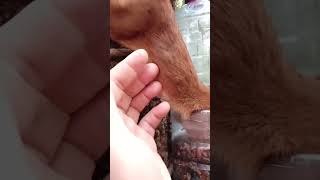 Очень хорошая белка / Very good squirrel