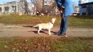 Щенок лабрадора-ретривера впервые на ринговке.