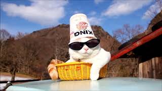Крутой Кот Подборка Cat like a Boss Compilation | Муркотики 8