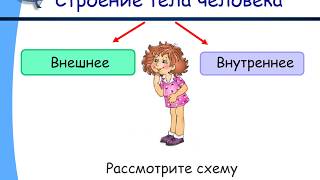 Строение тела человека