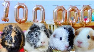 100k Party with the Guinea Pigs | THANK YOU FOR 100,000 SUBS!!!!