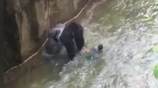 Gorilla drags 3-year-old in shocking video