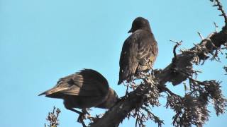 young common european starlings starling in california invasive