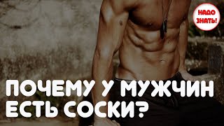Почему у мужчин есть соски?