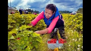 РАБОТА ЗА ГРАНИЦЕЙ. Сбор клубники в Финляндии.