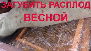Загубить расплод пчел в ВОЗВРАТНЫЕ ХОЛОДА!
