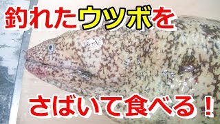 ウツボをさばいてタタキとお刺身を作る
