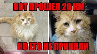 Кот прошёл 20 километров, чтобы вернуться в семью | Спасение кота Тоби| Спасение домашних животных