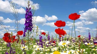 Peaceful Music, Relaxing Music, Instrumental Music "The Pacific Northwest" by Tim Janis