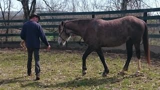 "Atal" cheval Arabe ,  grand traumatisé du Van...