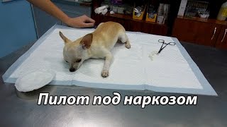 VLOG: Пилот после операции / Мама обновила гардероб /