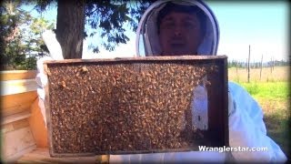 Honey Bees Back Yard Beekeeping Made Simple